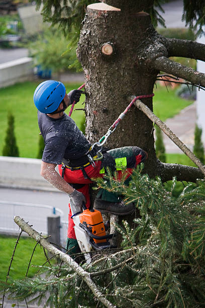 How Our Tree Care Process Works  in Granite Falls, MN