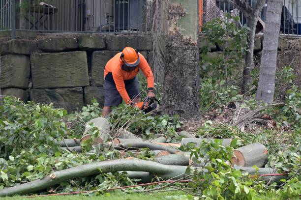 Tree and Shrub Care in Granite Falls, MN