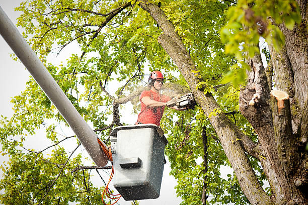 Granite Falls, MN Tree Services Company